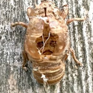 Meet your Posher, Virginia